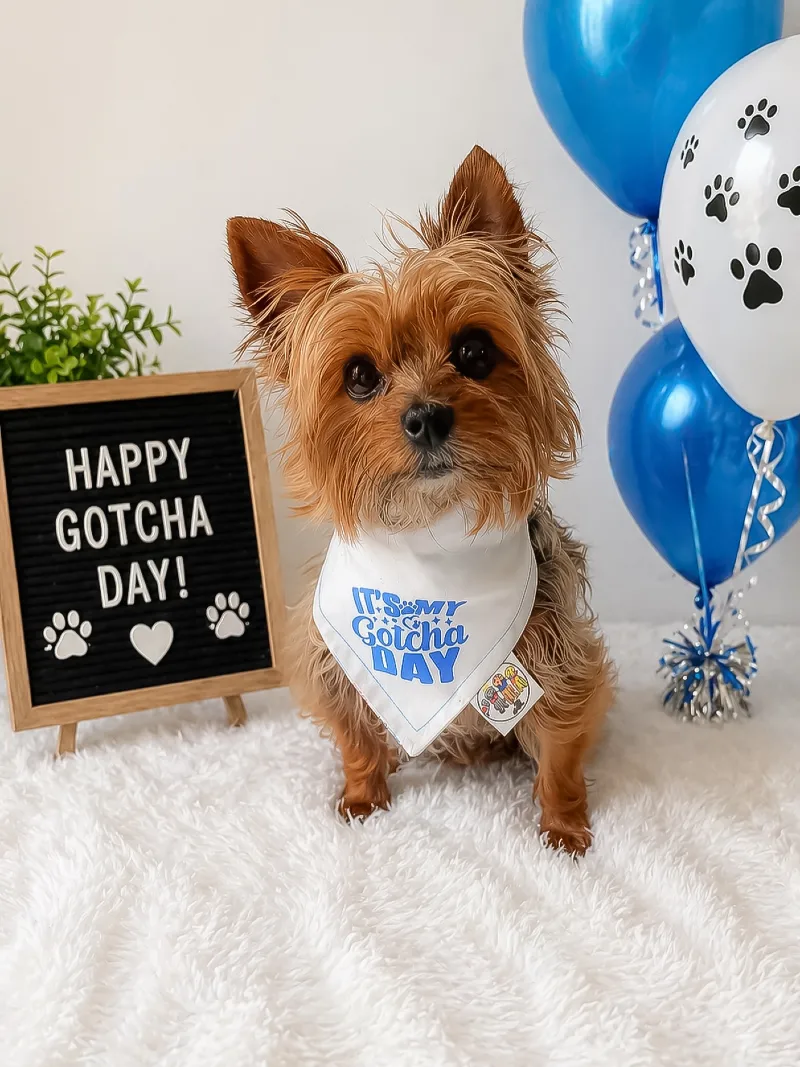 White Faux Fur Rug with Oak Letterboard and Blue Paw-Print Balloons