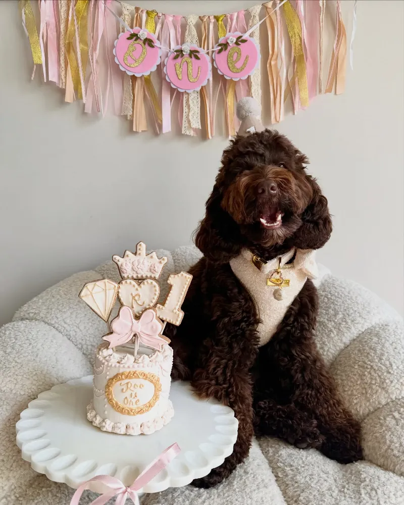 White Pet Bed Setup with Ribbon Fringe Garland, Elegant Crown Toppers, and Chocolate Labradoodle