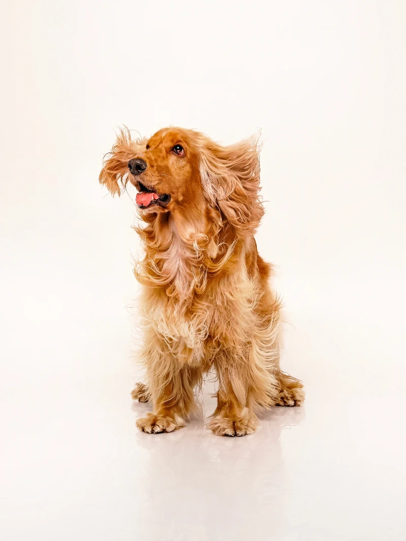 Windswept Cocker Spaniel on a Pure White Backdrop