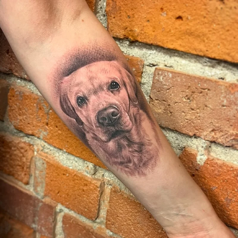 Yellow Labrador Black and Grey Arm Portrait