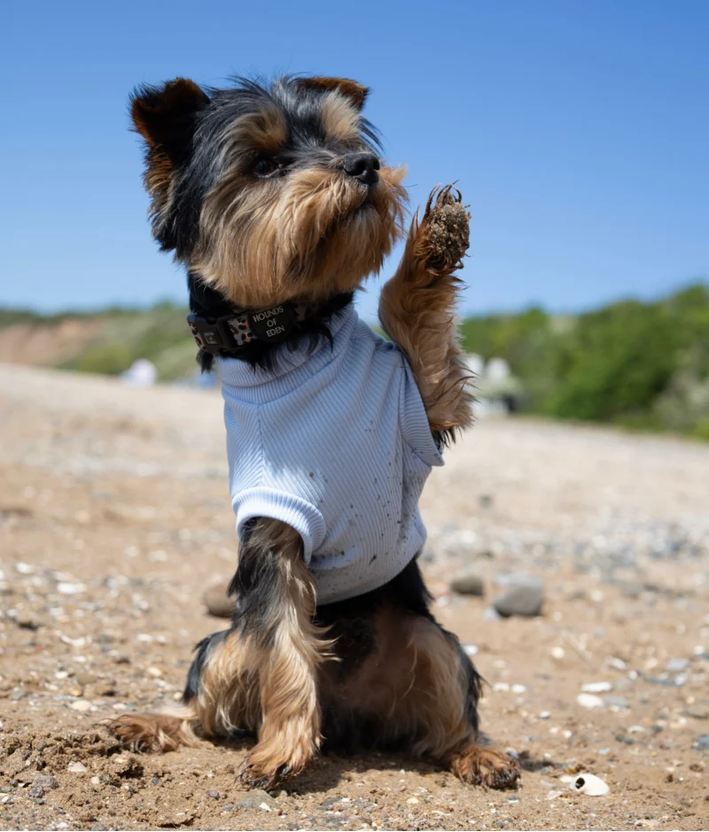 Yorkshire terrier giving a paw on the beach