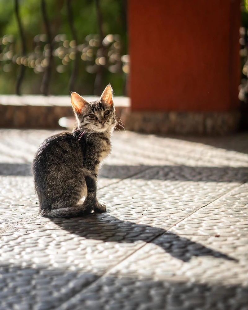 Young Tabby Sitting in Dramatic Afternoon Sunlight