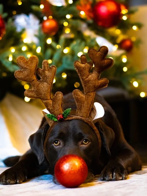 Playful Rudolph Bauble Illusion