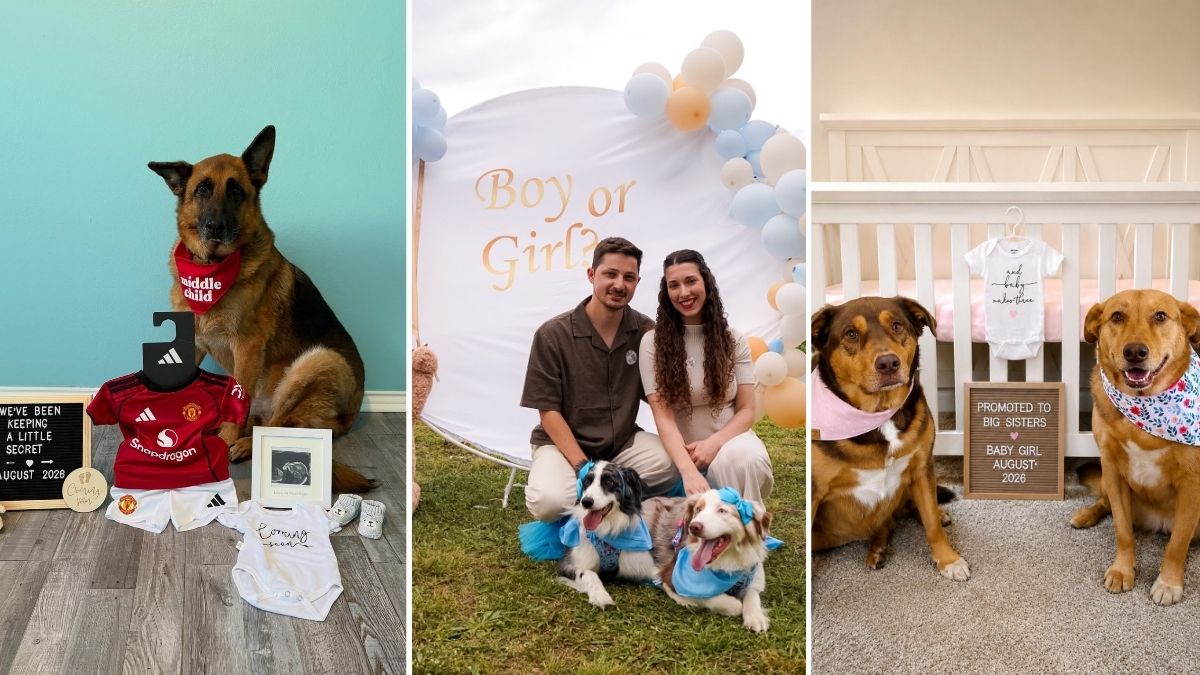 17 Dog Gender Reveal Ideas From Litter Boxes to Toys