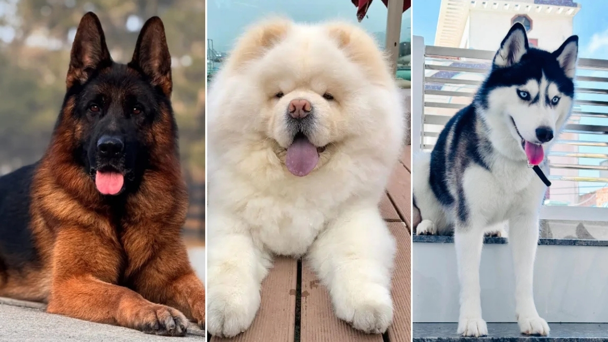 17 Most Loyal Dog Breeds From Lap Dogs to Guardians
