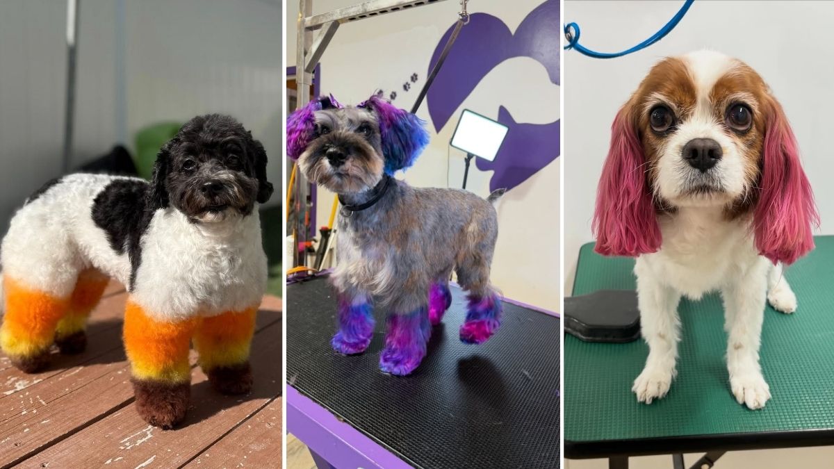17 Safe Dog Hair Dye Ideas Using Vet-Approved Products