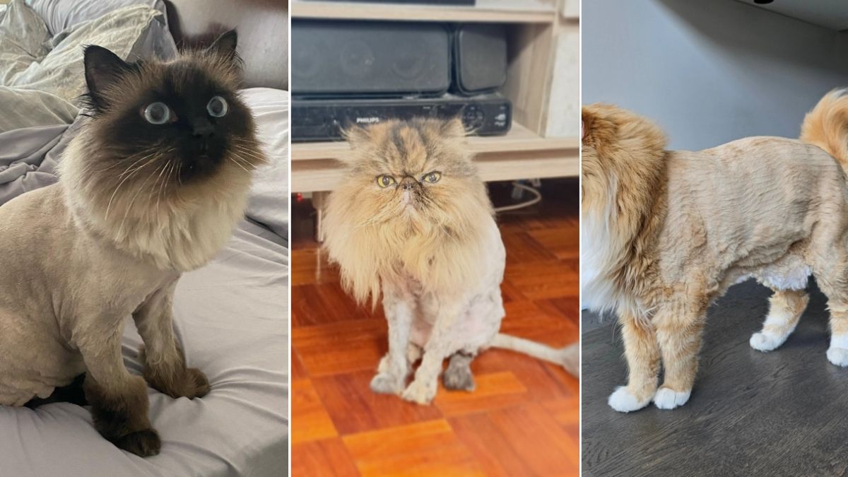 18 Cat Haircut Styles From Lion Cut to Sanitary Trim