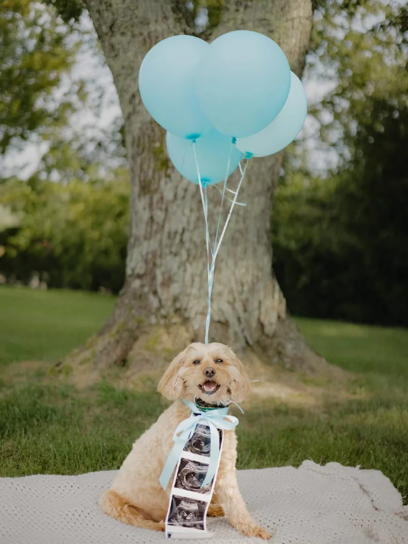 Blonde Poodle Mix Sitting Outdoors with Floating Blue Balloons and Ultrasound Strips