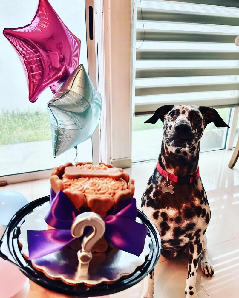 Dalmatian Sitting Next to a Cake Wrapped in a Purple Ribbon with a Question Mark Topper