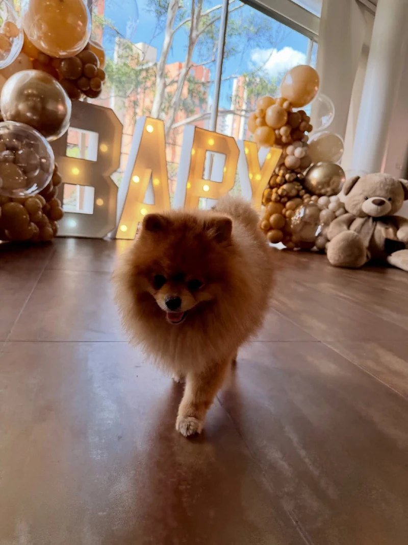 Fluffy Pomeranian Walking Past Illuminated Marquee Letters and Balloons