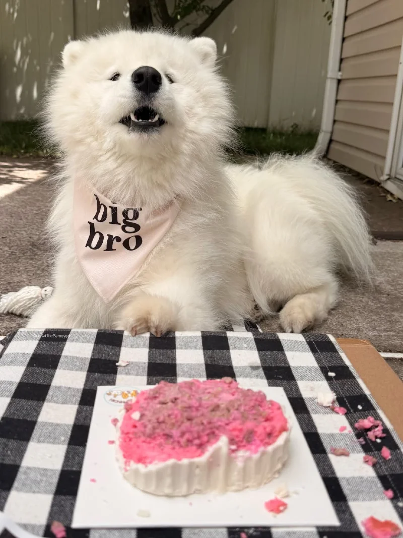 Fluffy Samoyed Wearing a Big Bro Bandana Behind a Pink Gender Reveal Cake