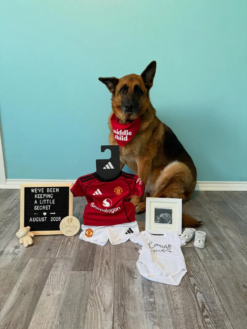 German Shepherd Sitting Behind Soccer Kit, Letter Board, and Ultrasound Frame