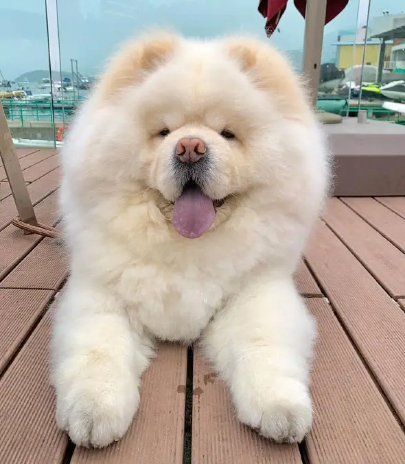 The Fluffy Guardian on the High Rise Deck