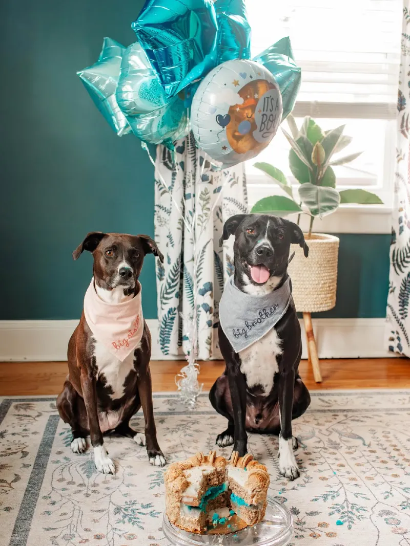 Two Dogs Sitting Beside a Blue Reveal Cake Under Metallic Balloons