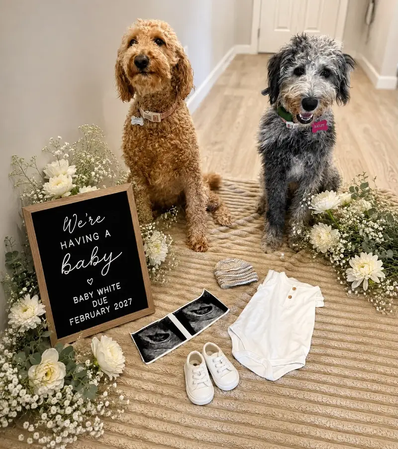 Two Doodles Seated Behind a Letter Board and Baby Clothes Surrounded by White Florals