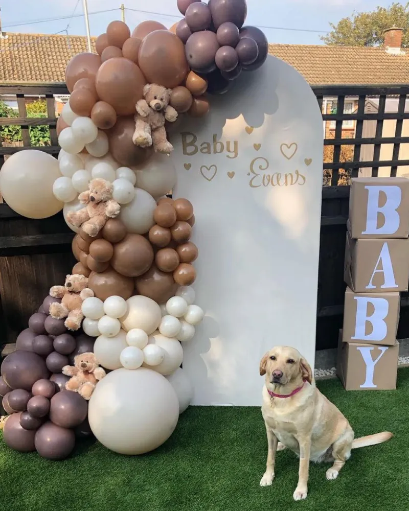 Yellow Lab Seated Beside an Arched Backdrop with Brown Balloons and Teddy Bears